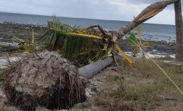 Uprooted tree on Matemo Island, Cabo Delgado province after passage of Cyclone Kenneth