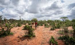 A boy leads a donkey with water canisters from the berkit (rainwater collecting clay pond)[Photo:Susanne Doettling/MSF]