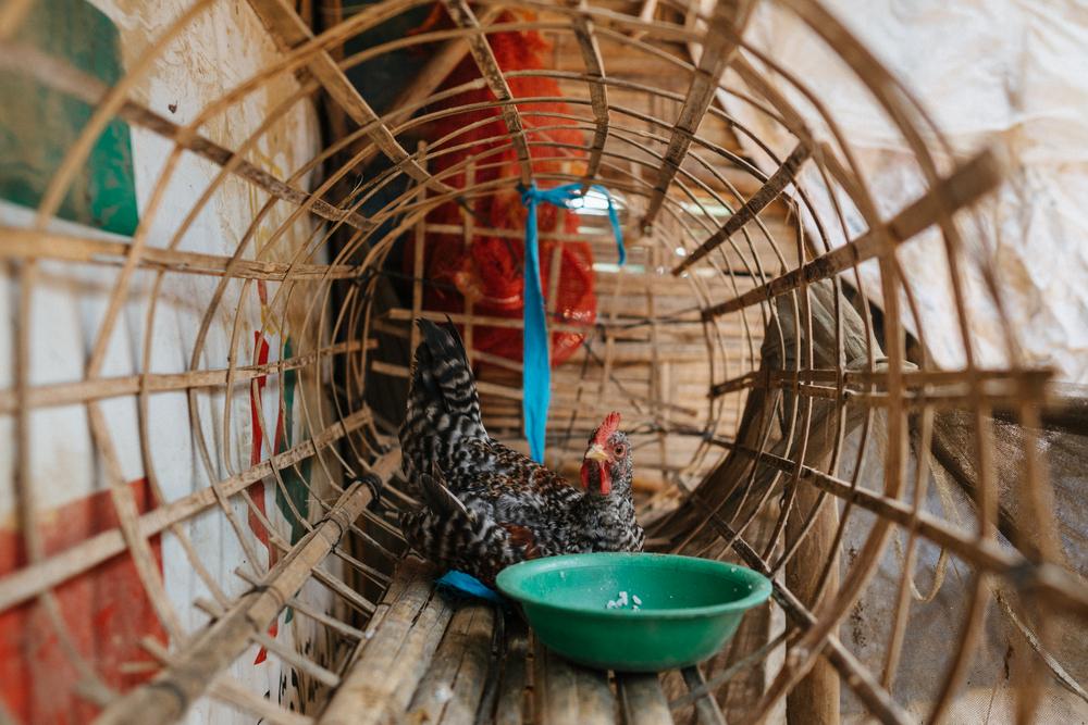 A chicken in a makeshift coup in front of a makeshift shelter. Bangladesh, June 2025.